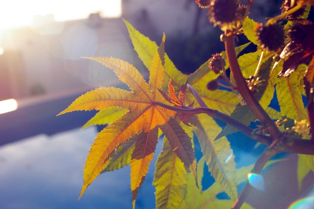 Leaves and light