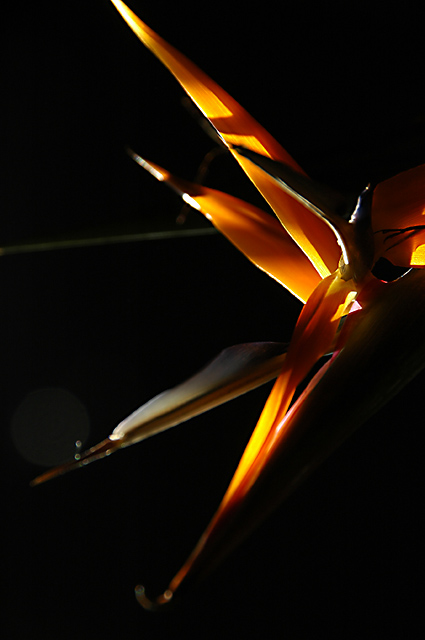 Bird of Paradise Detail #9