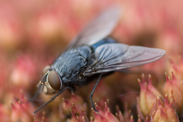 House Fly