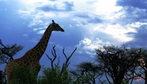 a CALM STORMY evening in Africa...