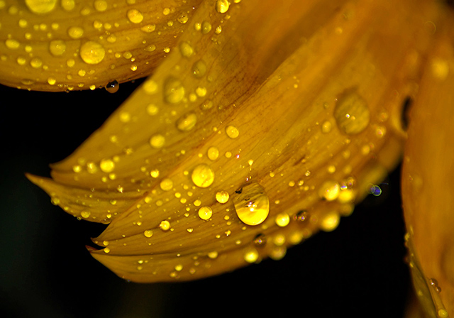 Sunflower in the rain