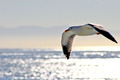 the gull