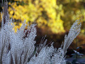 Japanese Silver Grass