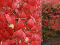 Red Fall