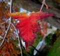 dragonleaf