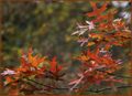 Autumn in New York