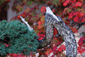 Bonsai in Autumn