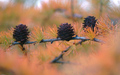 Larix decidua, The Larch