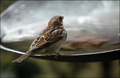 Spoonfull of Sparrow