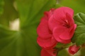 Pink Geraniums