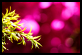 Bougainvillea Bokeh