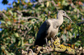 Hadida Ibis and Matching Bokeh