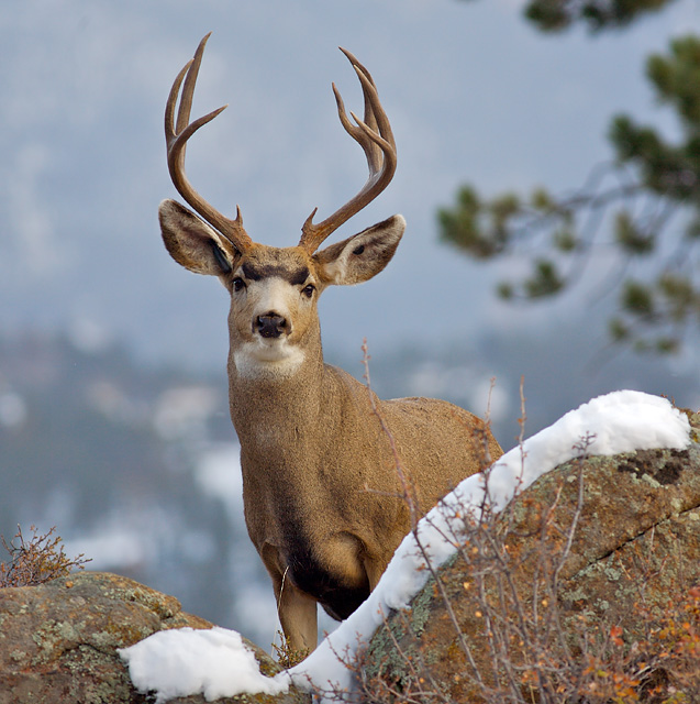 Buck & Bokeh