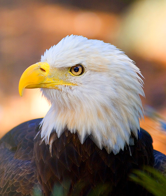 The Eagle Has Landed