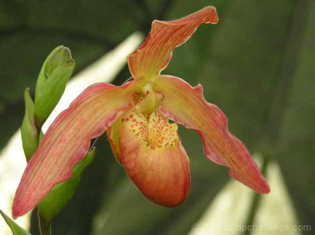 Phragmipedium Orchid