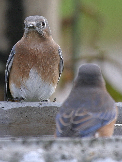 Blue Bird