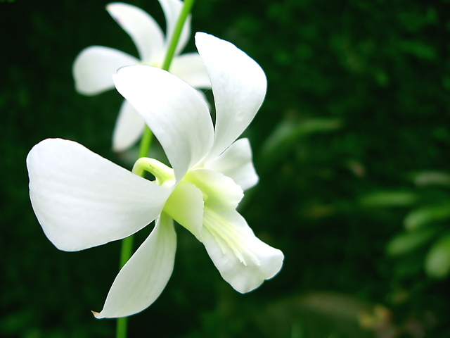 White Orchid II