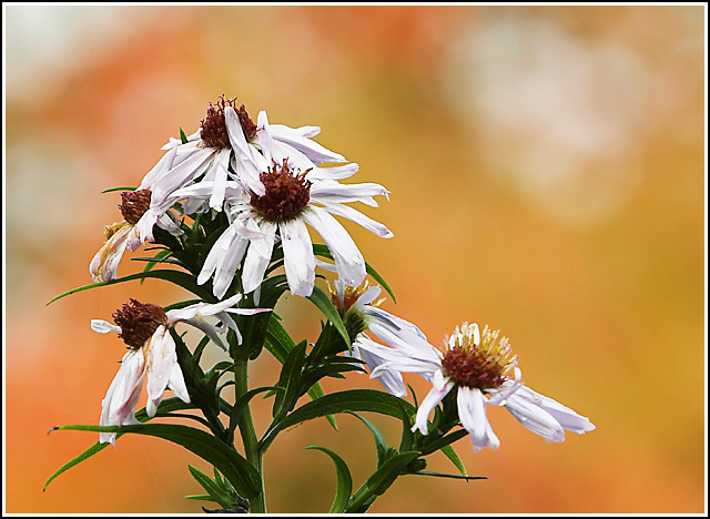 fall's last hurrah