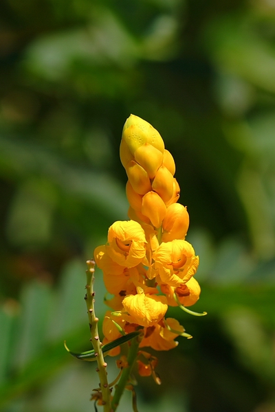 Golden Plant