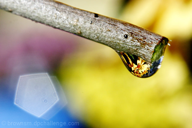 Flowers in a Droplet