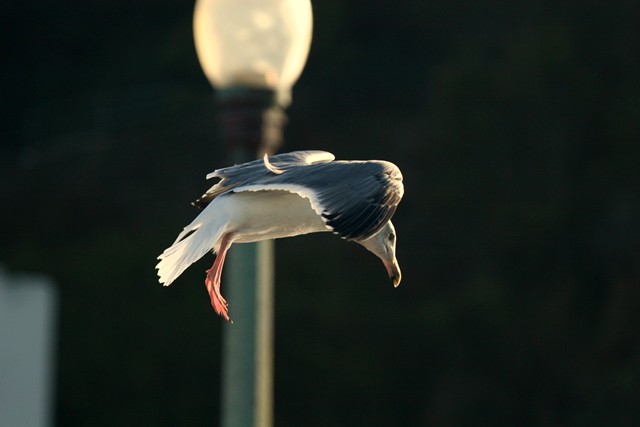 Flight of the Seagull