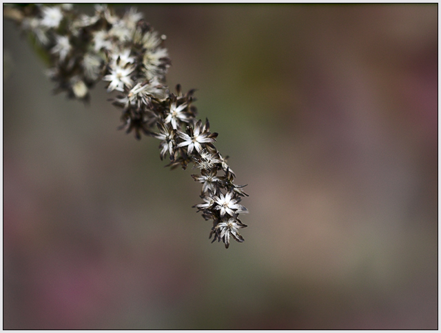 Autumn Aster