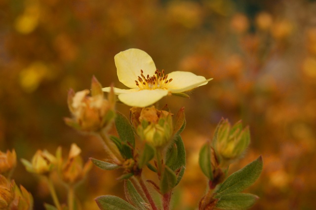 Fall Flower