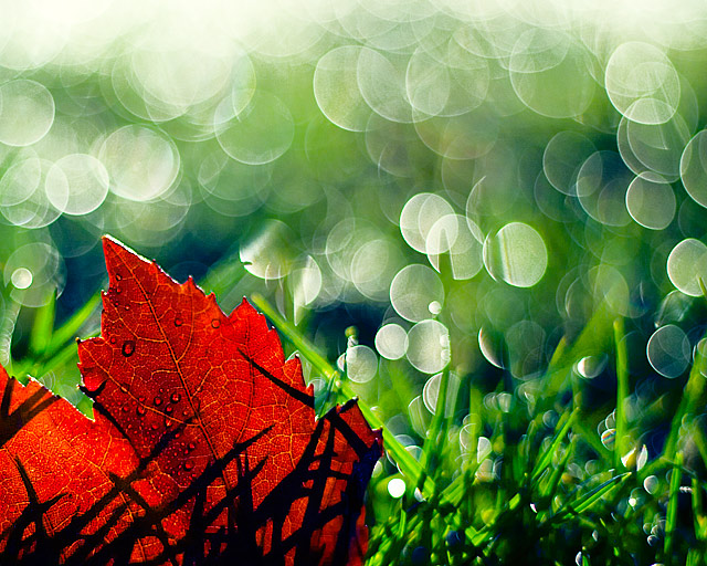 Dew Drops
