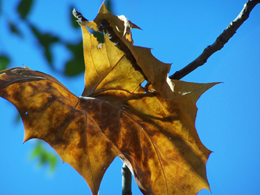 Arrival of Autumn