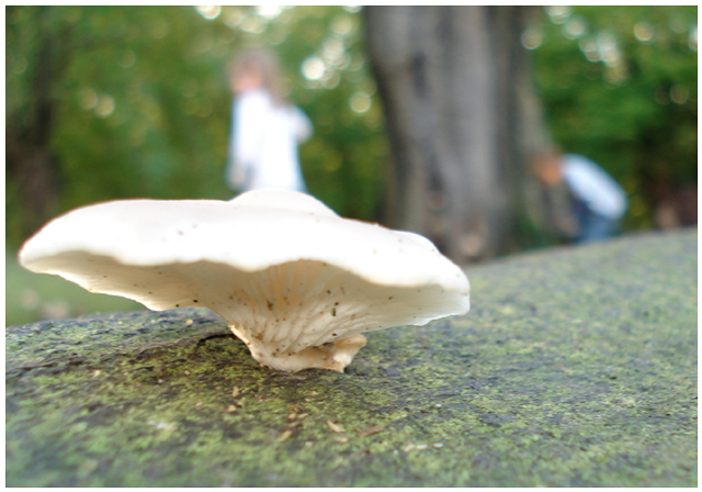 Mushroom Hunt