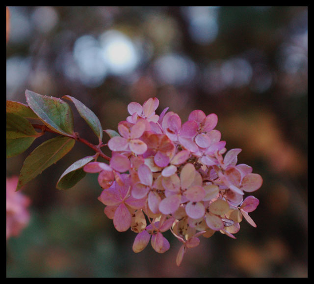 Macrophylla