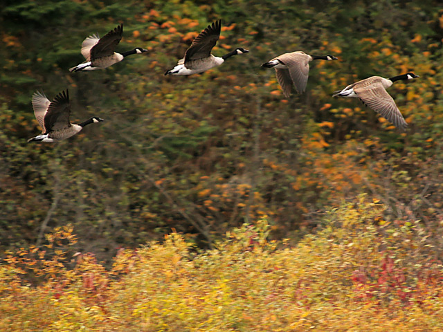 Canadian geese in flight