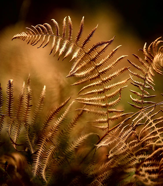 Autumnal Fern