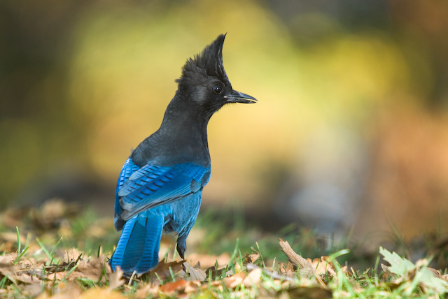 Steller's Jay Looking for Acorns