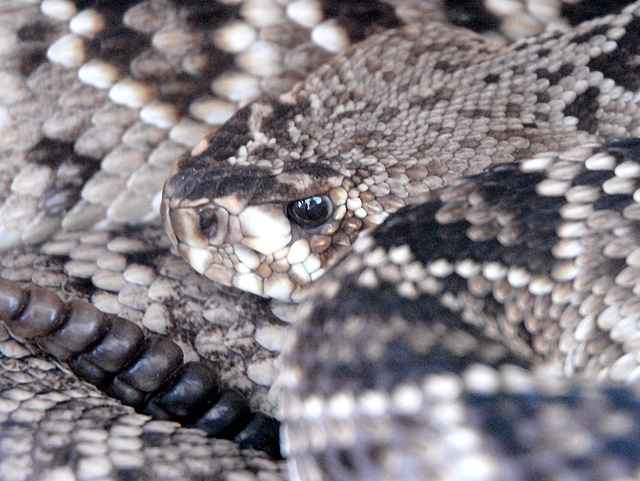 Diamondback with his rattle