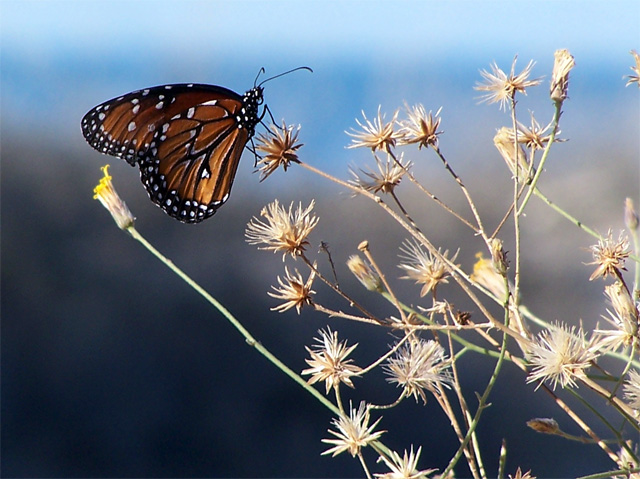 butterfly