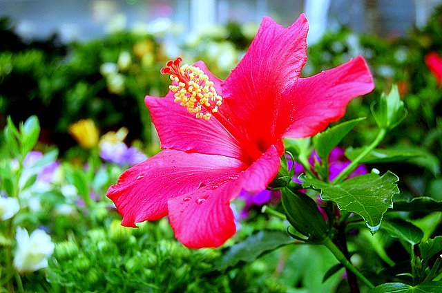 Flower bokeh