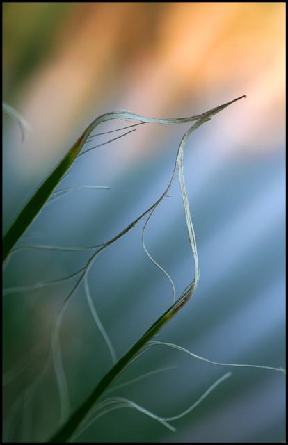 Palm Fronds