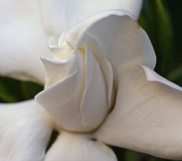 Gardenia at birth