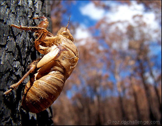 Life after Fire