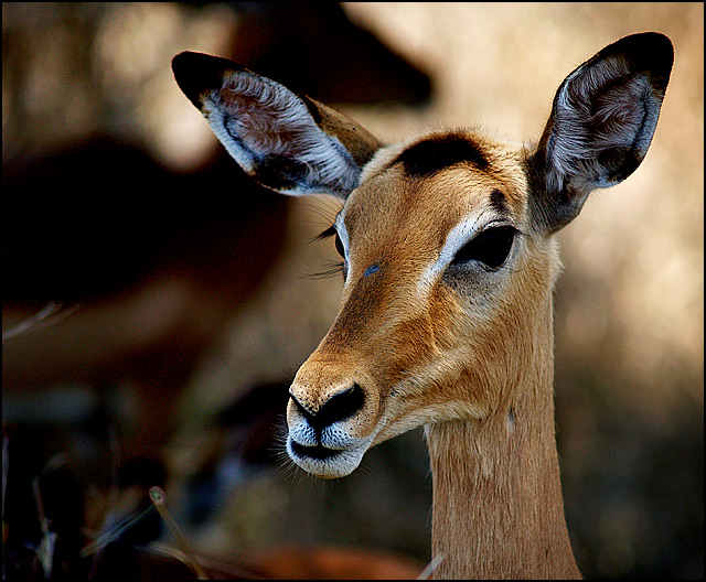 Lady Impala