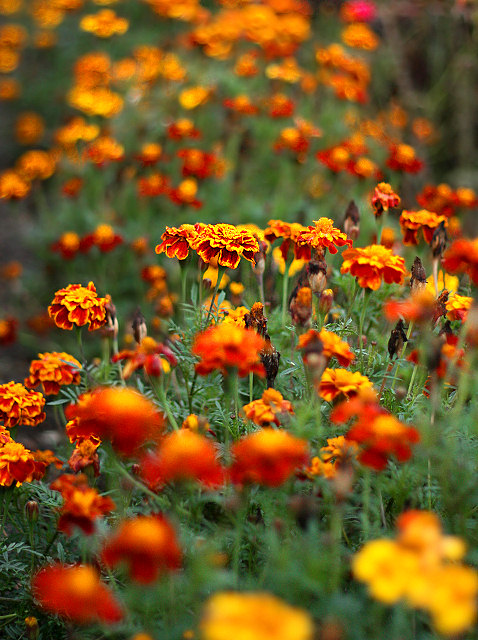 Just Another Flower Bokeh