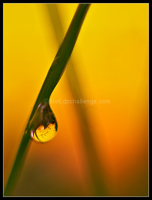 The Last Drop of Fall