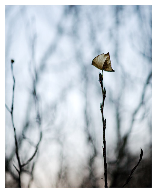 Alone in the wood