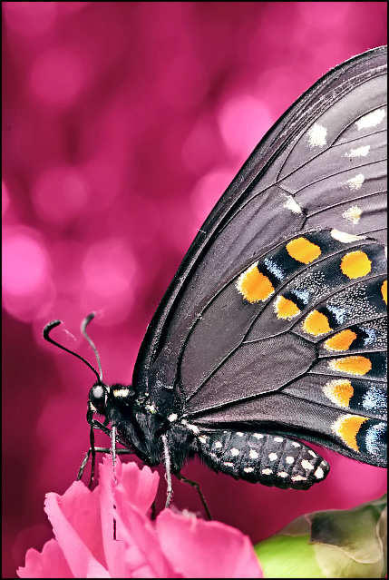 Princess Swallowtail