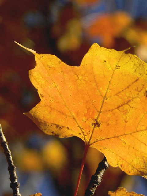 Fall(ing) Leaves