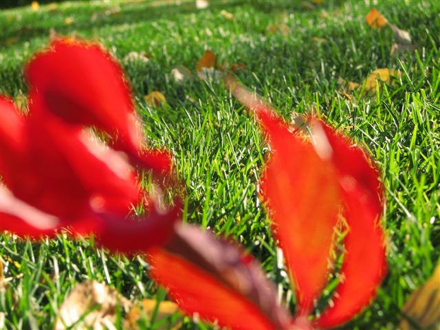 Red leaves, green grass