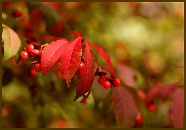 Burning Bush