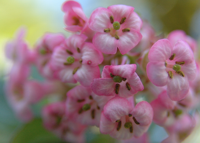 Tiny Pink Flowers