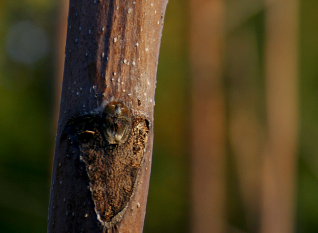 Bokeh Branch